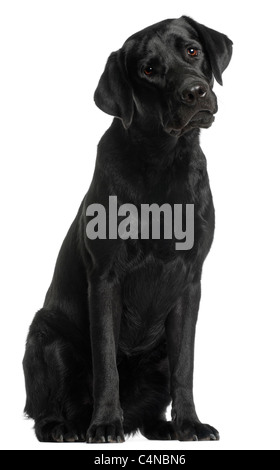 Il Labrador Retriever, 10 mesi di età, seduto di fronte a uno sfondo bianco Foto Stock