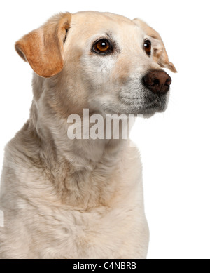 Close-up di mixed-razza cane, 12 anni, di fronte a uno sfondo bianco Foto Stock