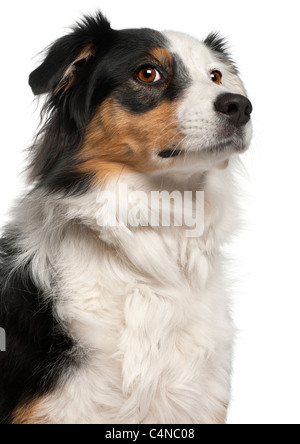 Close-up di pastore australiano cane, 6 anni, di fronte a uno sfondo bianco Foto Stock