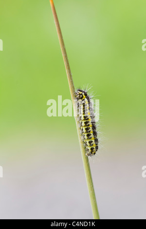 5 posto Burnett bruco su un gambo reed Foto Stock