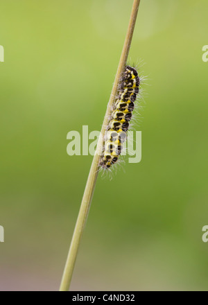 5 posto Burnett bruco su un gambo reed Foto Stock