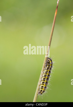 5 posto Burnett bruco su un gambo reed Foto Stock