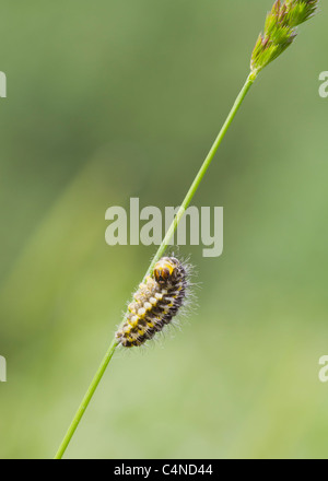 5 posto Burnett bruco su un gambo reed Foto Stock