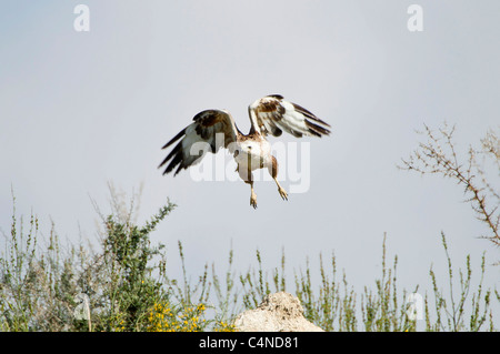 I capretti lunghe zampe su Poiana Buteo rufinus migrazione in primavera a Cipro Foto Stock