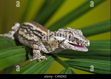 Gargoyle gecko appollaiato su vegetali frondosi Foto Stock