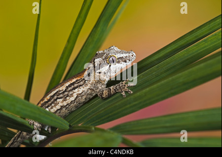 Gargoyle gecko appollaiato su vegetali frondosi Foto Stock