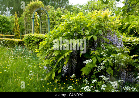 Fioritura Wisteria cresciuto come un arbusto informale - presso il giardino Laskett, Herefordshire, UK. Foto Stock