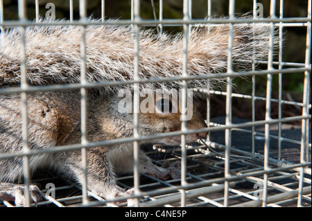 Scoiattolo grigio catturati nella gabbia umana trappola, utilizzato per ridurre i loro numeri. Sciurus carolinensis. Foto Stock