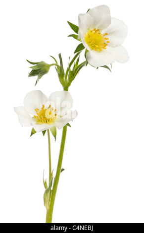 Fiore di fragole di giardino, Fragaria ananassa, di fronte a uno sfondo bianco Foto Stock
