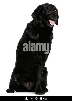 Il Labrador Retriever, 8 anni, seduto di fronte a uno sfondo bianco Foto Stock