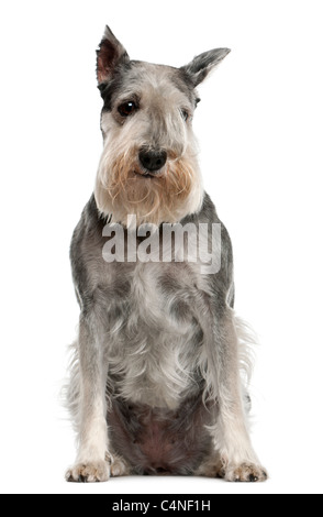 Schnauzer Standard, 7 anni, seduto di fronte a uno sfondo bianco Foto Stock