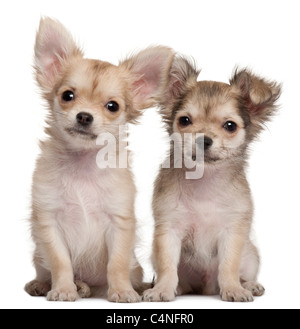 Cuccioli di Chihuahua, 3 mesi di età, seduto di fronte a uno sfondo bianco Foto Stock