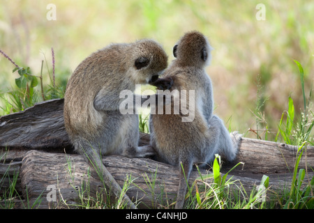 Le scimmie Vervet, Chlorocebus pygerythrus, nel Parco Nazionale del Serengeti, Tanzania Africa Foto Stock