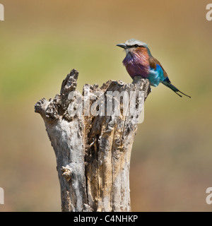 Lilla-breasted rullo, Coracias caudatus, nel Parco Nazionale del Serengeti della Tanzania, Africa Foto Stock