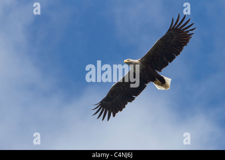 White-tailed sea eagle, Haliaeetus albicilla, Isle of Mull, Scozia Foto Stock