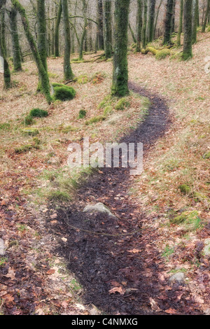 Percorso di avvolgimento nella foresta , Scozia Scotland Foto Stock