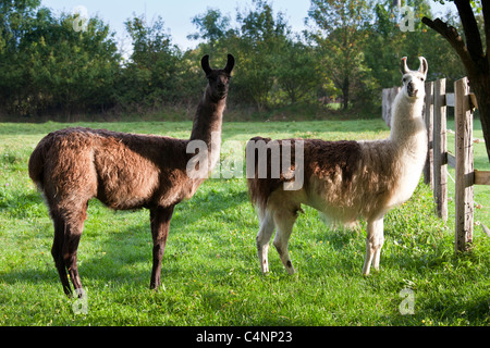 Coppia di adulto llama, una maschio e uno femmina, a Ferme de l'Eglise, Normandia, Francia Foto Stock