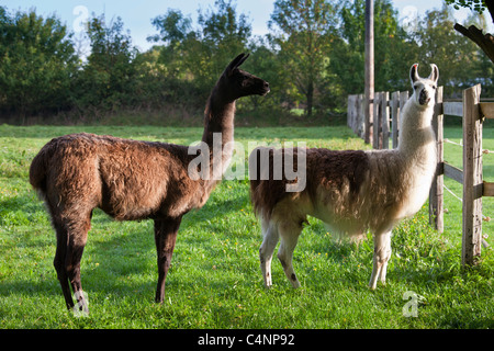 Coppia di adulto llama, una maschio e uno femmina, a Ferme de l'Eglise, Normandia, Francia Foto Stock