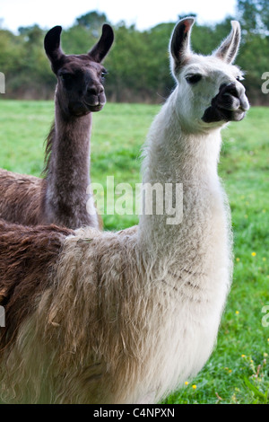 Coppia di adulto llama, una maschio e uno femmina, a Ferme de l'Eglise, Normandia, Francia Foto Stock