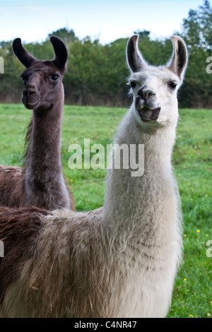 Coppia di adulto llama, una maschio e uno femmina, a Ferme de l'Eglise, Normandia, Francia Foto Stock