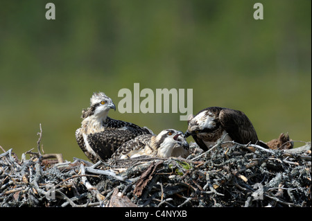 Osprey femmina alimentazione dei giovani (Pandion haliaetus) Foto Stock