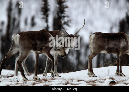 Porcupine caribou mandria lungo la Dempster Highway, Yukon, Canada Foto Stock