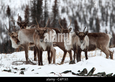 Porcupine caribou mandria lungo la Dempster Highway, Yukon, Canada Foto Stock