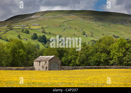 Pietra Swaledale fienili e buttercup prato di fronte Kisdon Hill, vicino Muker, Yorkshire Dales National Park Foto Stock