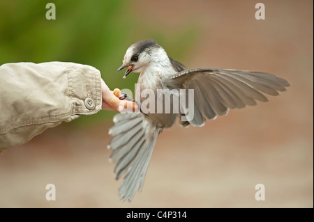 La mano del giovane ragazzo di arachidi di alimentazione al grigio jay in Algonquin Provincial Park, Ontario, Canada Foto Stock