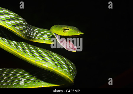Vite COMUNE SNAKE Ahaetulla nasuta blandamente velenosa, comune Foto Stock