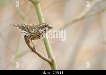 Femmina viola finch arroccato su ramoscello Foto Stock