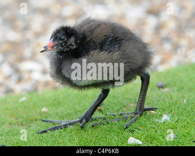 Un giovane bambino moorhen Foto Stock