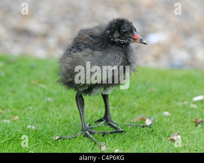 Un giovane moorhen. Foto Stock