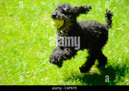 Intenzionalmente sfocate nero dai capelli lunghi barboncino Toy chiamato Jake giocando fetch con palla da tennis. Foto Stock