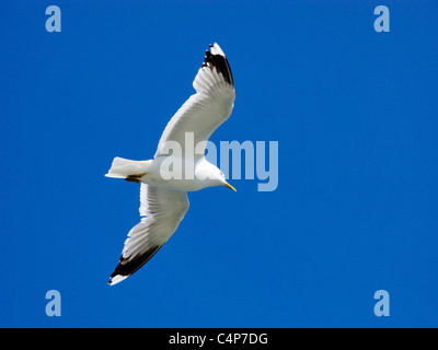 Seagull in volo Larus canus Foto Stock