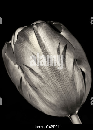 Tulip come si vede dal subacqueo. Foto Stock