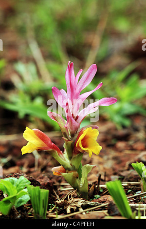 Lo zenzero selvaggio fiore fiorisce durante il monsone. Foto Stock