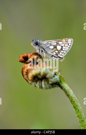 Skipper a scacchi Butterfly (Carterocephalus palaemon) Foto Stock