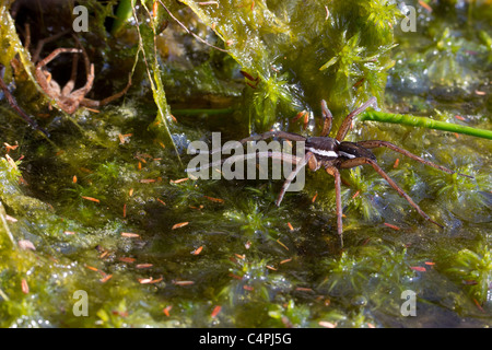 Zattera maschio spider (Dolomedes fimbriatus) sulla superficie della brughiera pond. Foto Stock