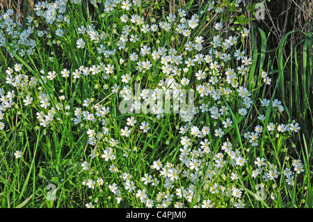 Maggiore Stitchwort Stellaria holostea crescente nella siepe. Foto Stock