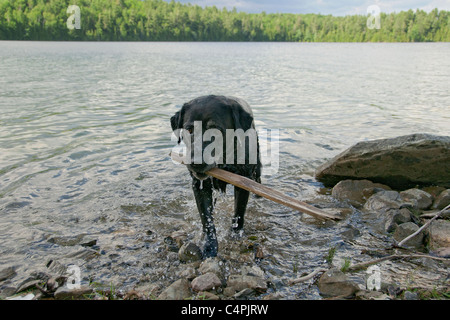 Nero Labrador retriever cane recupero stick da acqua, southeastern Ontario Foto Stock