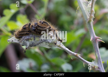 I bruchi del lackey moth alimentare comunitariamente sul web di seta. Foto Stock