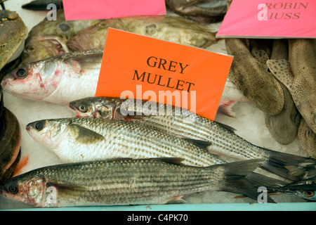 Display pescivendolo di varietà di pesce sulla tavola di ghiaccio Foto Stock