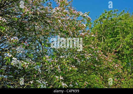Crab Apple tree Malus sylvestris, fioritura nella siepe. Foto Stock