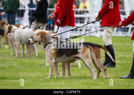 La caccia alla volpe hounds, cani e huntsman; eventi e concorrenti al gioco di Cheshire & Country Fair Show, Knutsford, Regno Unito. Foxhound un foxhound è un tipo di caccia di grandi dimensioni hound allevati per un forte istinto di caccia, di grande energia e, come tutti i segugi di profumo, un vivo senso di odore. In caccia alla volpe, il foxhound l'omonimo, pacchi di foxhounds via cava, seguita, solitamente a cavallo,dai cacciatori, talvolta Foto Stock