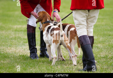 La caccia alla volpe hounds, cani e huntsman; eventi e concorrenti al gioco di Cheshire & Country Fair Show, Knutsford, Regno Unito. Foxhound un foxhound è un tipo di caccia di grandi dimensioni hound allevati per un forte istinto di caccia, di grande energia e, come tutti i segugi di profumo, un vivo senso di odore. In caccia alla volpe, il foxhound l'omonimo, pacchi di foxhounds via cava, seguita, solitamente a cavallo,dai cacciatori, talvolta Foto Stock