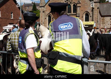 La RSPCA monitoraggio di eventi a Appleby Horse Fair, Appleby-In-Westmorland, Cumbria, England, Regno Unito Foto Stock