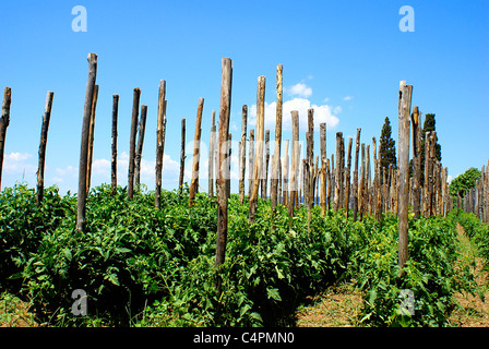 La coltivazione di pomodori in righe in orto in Grecia Foto Stock