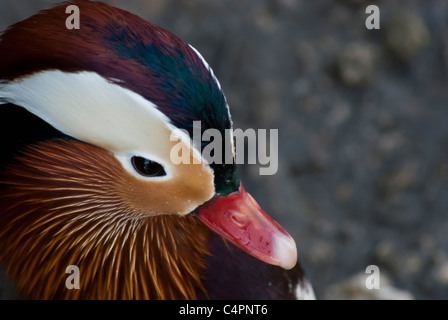 Anatra di mandarino a Martin Mere Wildfowl Wetland Trust, Wigan Greater Manchester, Lancashire, Inghilterra Foto Stock