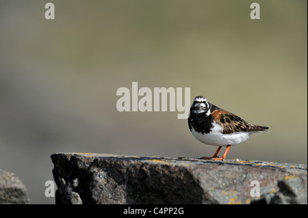 Voltapietre (Arenaria interpres) maschio adulto in estate piumaggio di allevamento Foto Stock